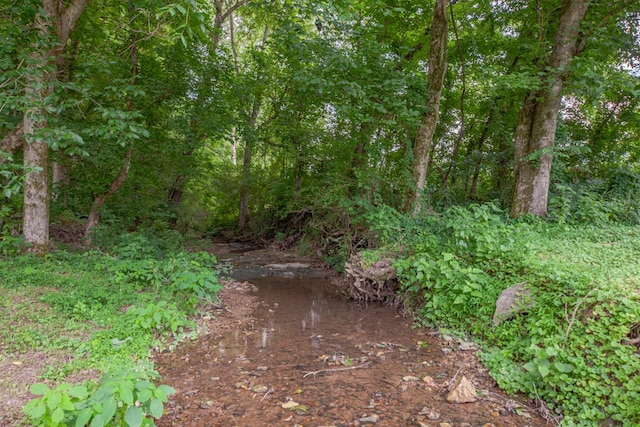 5719 Minor Hill Hwy, Goodspring, TN 38460 - view of local wilderness