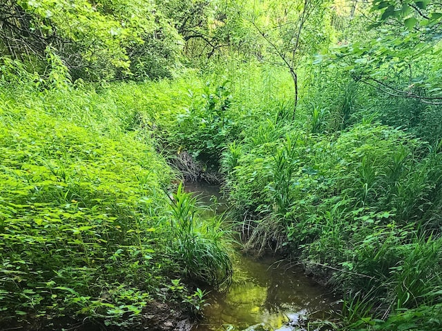 3121 Coon Hunter Lodge Rd, Jamestown, TN 38556 - view of local wilderness