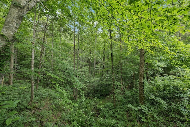 617 Still Point Rd, Smithville, TN 37166 - view of woods