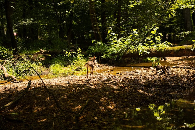 47 Overlook Point Rd, Lobelville, TN 37097