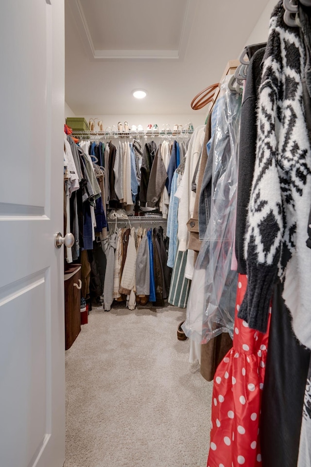 1052 Jackston Mack Way, Gallatin, TN 37066 - walk in closet with carpet flooring and a tray ceiling