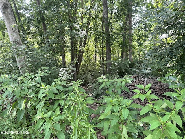7925 Widdecomb Rd, Powell, TN 37849 - photo 3