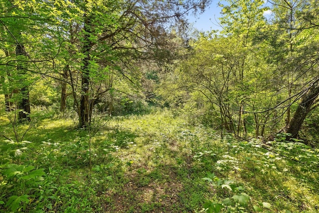553 Back Valley Rd, Trenton, GA 30752 - view of wooded area