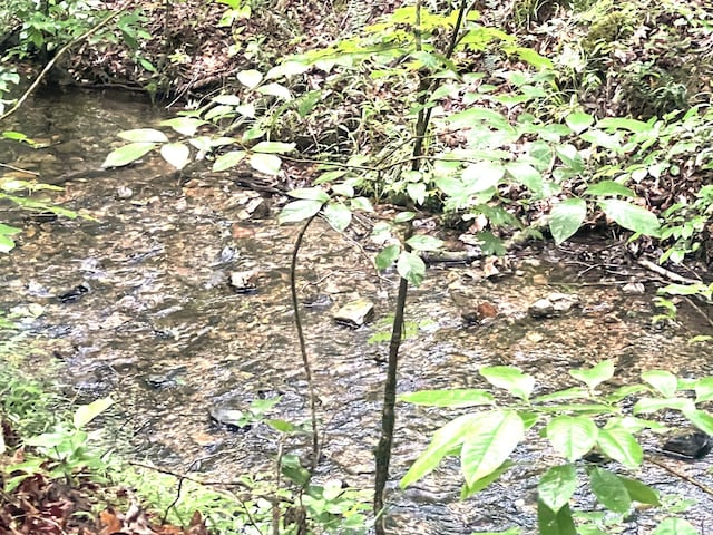 0 Firetower Rd, Hohenwald, TN 38462