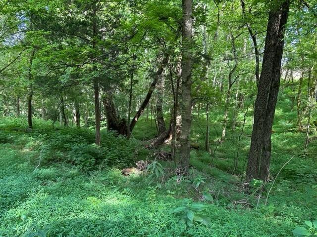 2244 Baptist Branch Rd, Mount Pleasant, TN 38474 - view of wooded area