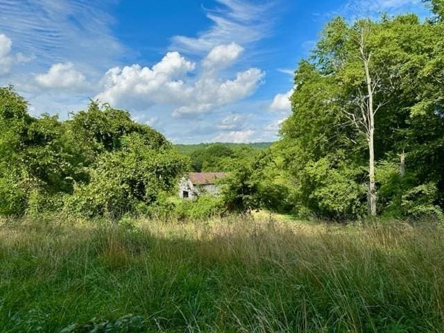 2244 Baptist Branch Rd, Mount Pleasant, TN 38474 - view of wooded area