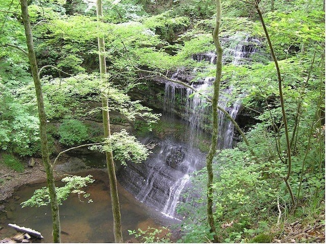 1072 Dugout Rd, Summertown, TN 38483 - view of nature