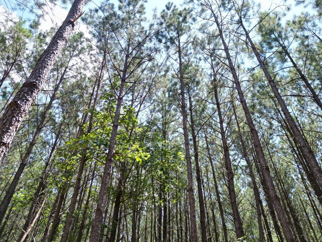 910 Seiber Ridge Rd, Hohenwald, TN 38462 - photo 33