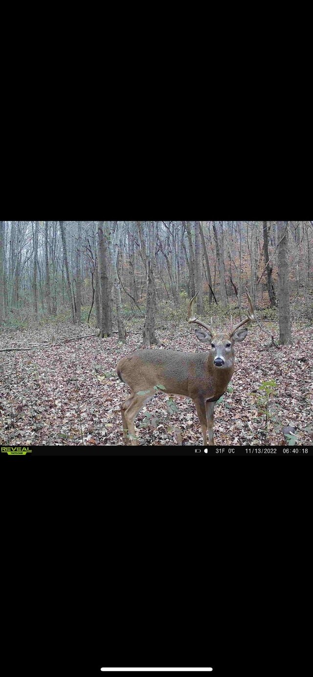 428 Eagle Rd, Buchanan, TN 38222 - photo 28