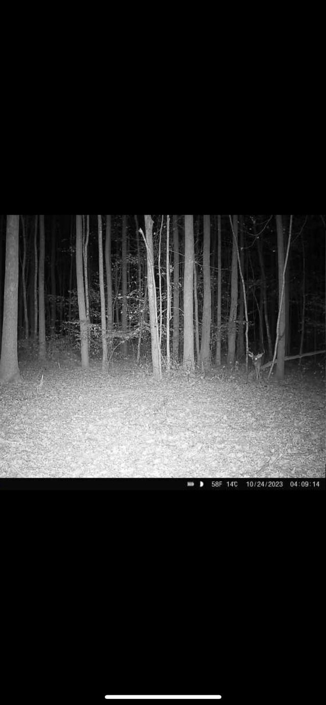 428 Eagle Rd, Buchanan, TN 38222 - photo 35