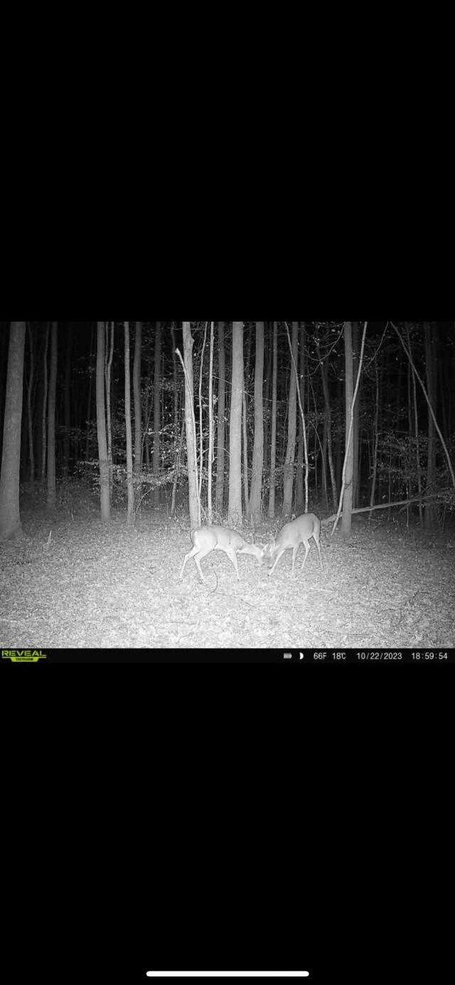 428 Eagle Rd, Buchanan, TN 38222 - photo 33