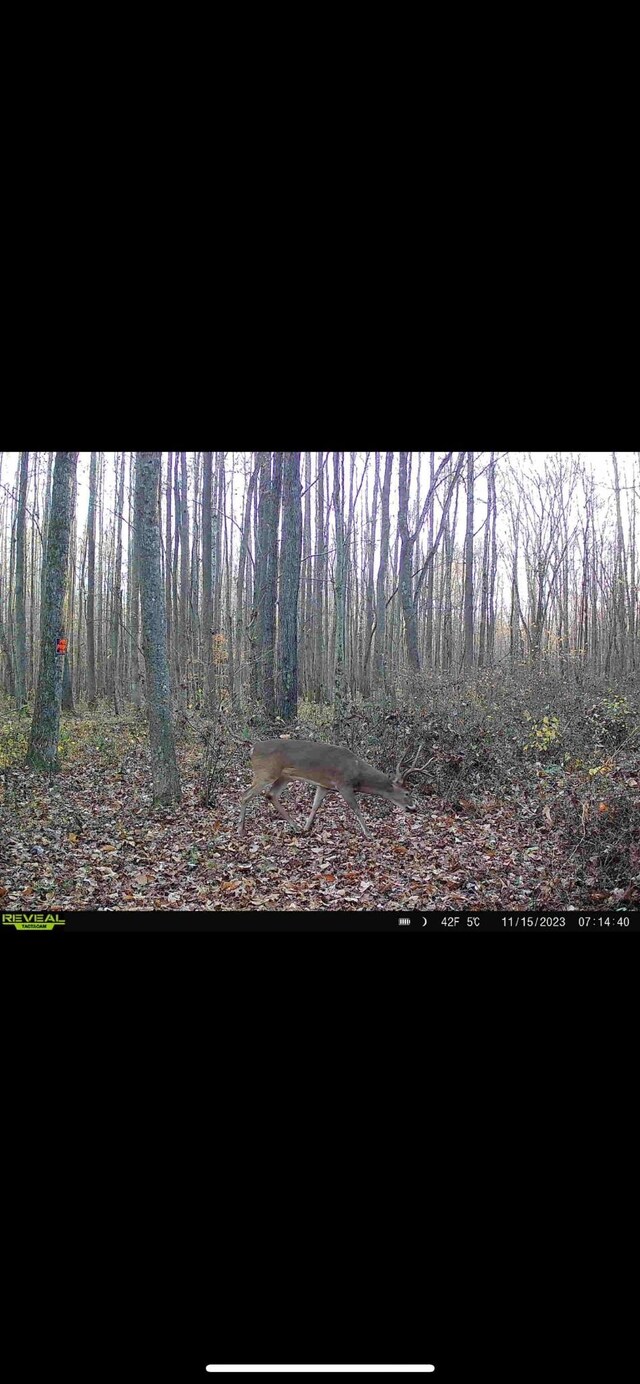 428 Eagle Rd, Buchanan, TN 38222 - photo 30