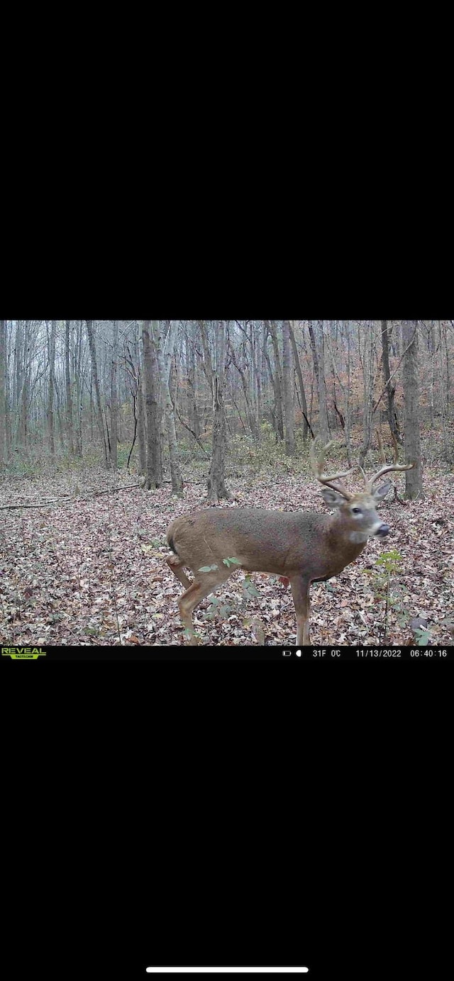 428 Eagle Rd, Buchanan, TN 38222 - photo 29