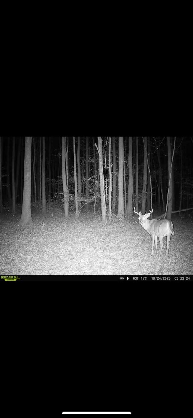 428 Eagle Rd, Buchanan, TN 38222 - photo 34