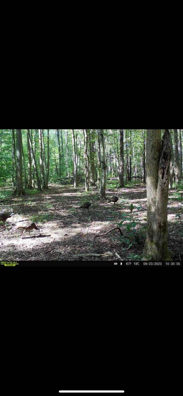 428 Eagle Rd, Buchanan, TN 38222 - photo 25