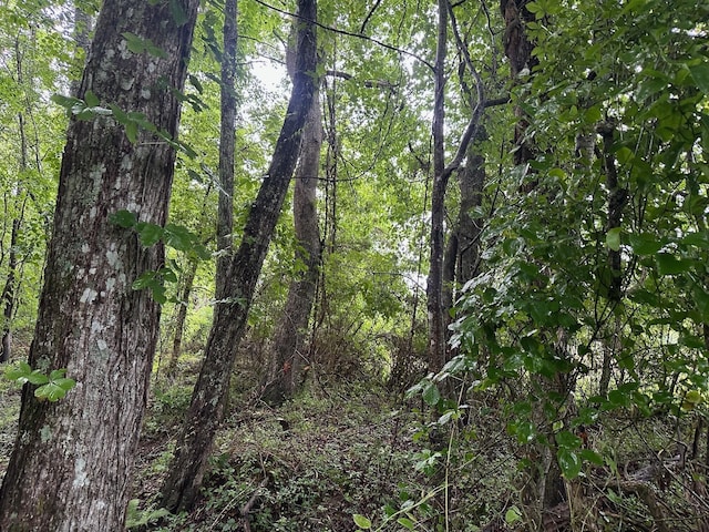 7 Saw Mill Rd, Palmer, TN 37365 - photo 8