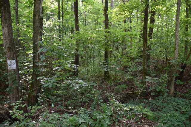 0 Poplar Hill Rd, Prospect, TN 38477 - photo 7