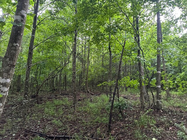 8 Saw Mill Rd, Palmer, TN 37365 - photo 9