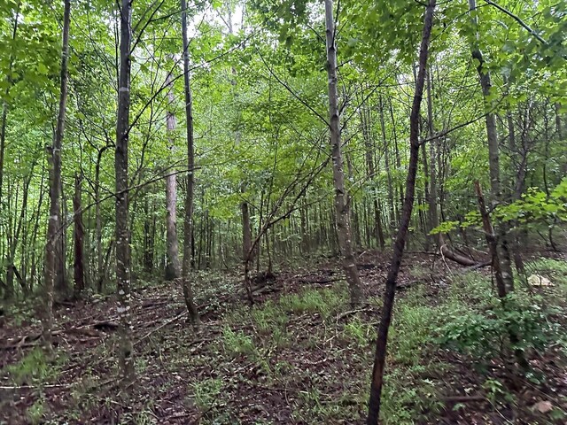 8 Saw Mill Rd, Palmer, TN 37365 - photo 11