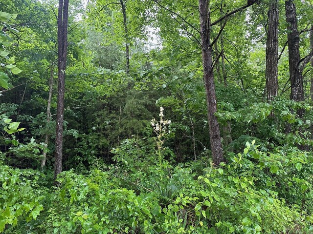 8 Saw Mill Rd, Palmer, TN 37365 - photo 14