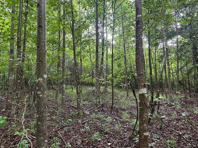 8 Saw Mill Rd, Palmer, TN 37365 - photo 7