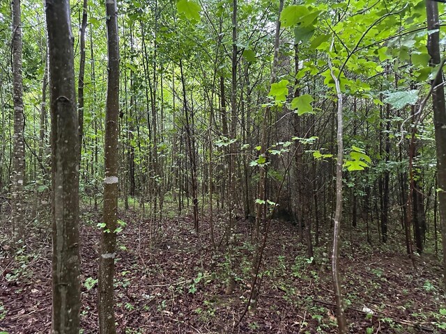 8 Saw Mill Rd, Palmer, TN 37365 - photo 8