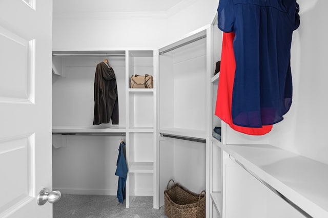 2636 Bramblewood Ln, Thompsons Station, TN 37179 - spacious closet featuring carpet flooring