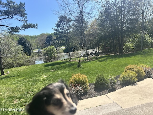 57 Riverview Dr, Oak Ridge, TN 37830 - view of green lawn with a water view