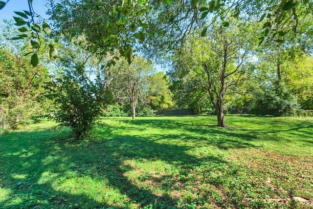 203 6th Ave, Columbia, TN 38401 - view of yard