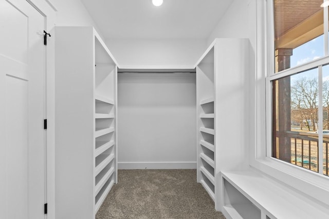 17 Peyton Pl, Columbia, TN 38401 - walk in closet with carpet floors