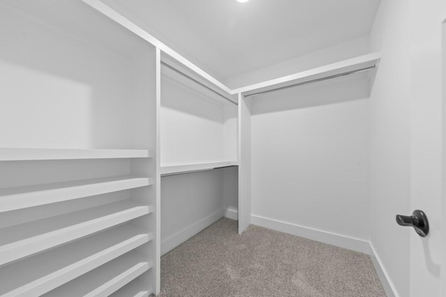 17 Peyton Pl, Columbia, TN 38401 - walk in closet with carpet flooring
