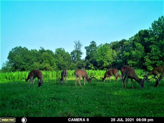 2270 Shuler Branch Rd, Ethridge, TN 38456 - view of undeveloped land