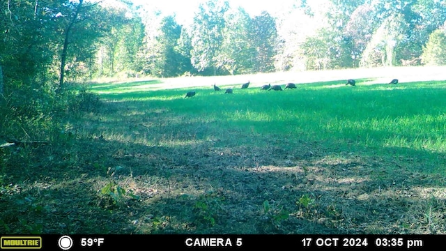 2270 Shuler Branch Rd, Ethridge, TN 38456 - view of undeveloped land