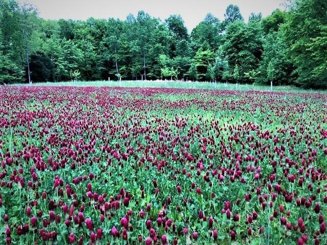2270 Shuler Branch Rd, Ethridge, TN 38456 - view of yard featuring a water view and a forest view