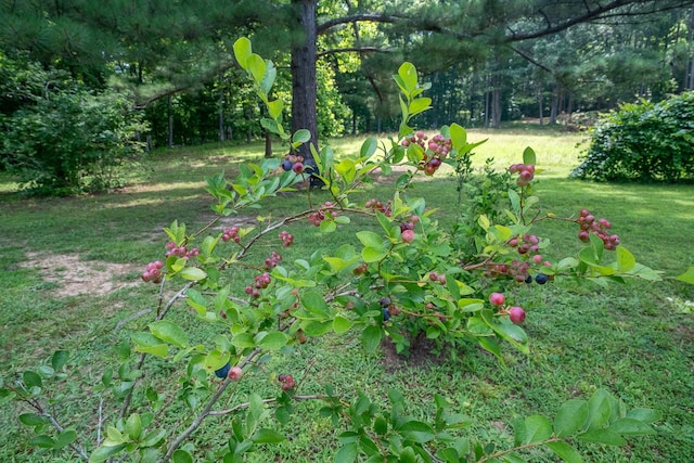 399 Indian Creek Rd, Hohenwald, TN 38462 - view of grassy yard