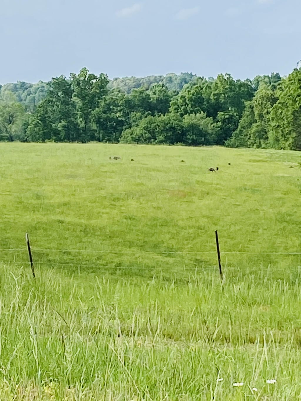 450 Wolf Pit Rd, Erin, TN 37061 - view of local wilderness with rural landscape