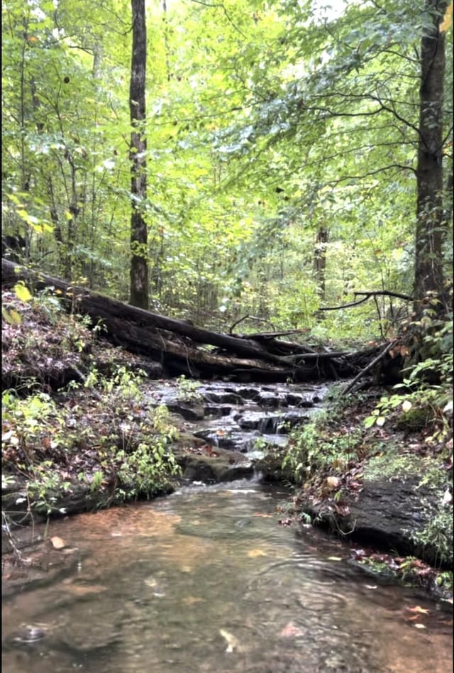 4422 Old Hohenwald Rd, Linden, TN 37096 - view of wooded area
