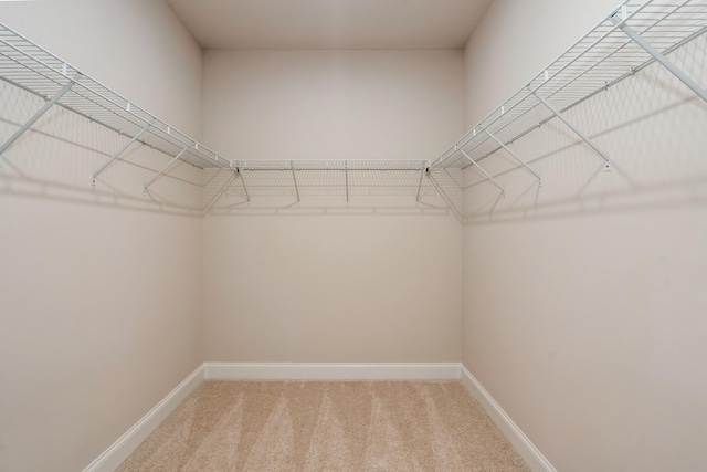 204 Phillips Bnd, Spring Hill, TN 37174 - walk in closet with light colored carpet