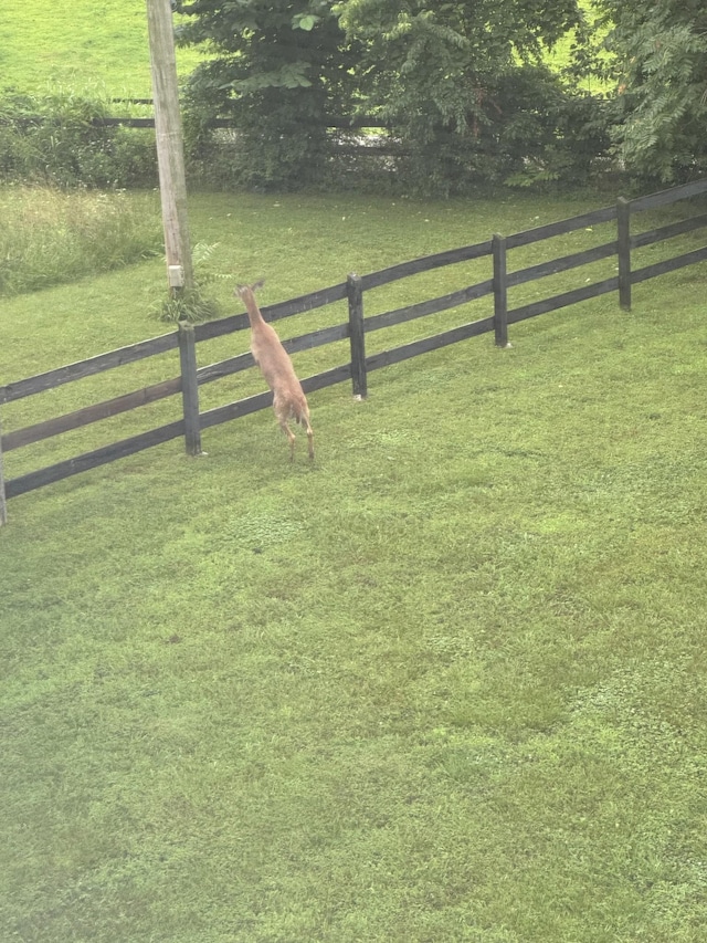 3899 Sadlersville Rd, Adams, TN 37010 - view of gate