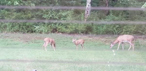 12200 Franklin Rd, College Grove, TN 37046 - photo 72