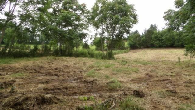 105 Log Home Ln, Moss, TN 38575 - view of nature
