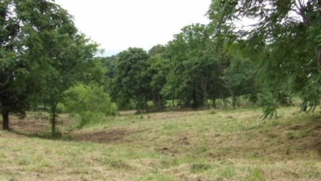 105 Log Home Ln, Moss, TN 38575 - view of undeveloped land