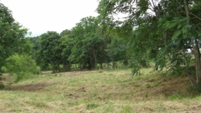 105 Log Home Ln, Moss, TN 38575 - view of undeveloped land