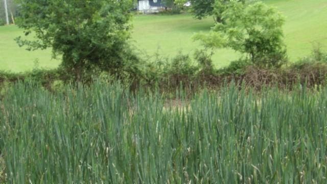105 Log Home Ln, Moss, TN 38575 - view of undeveloped land