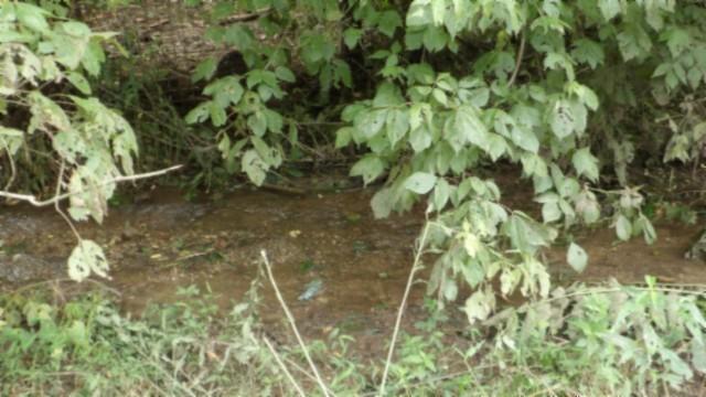 105 Log Home Ln, Moss, TN 38575 - view of undeveloped land