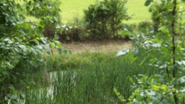 105 Log Home Ln, Moss, TN 38575 - view of nature