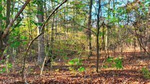 0 George St, Camden, TN 38320