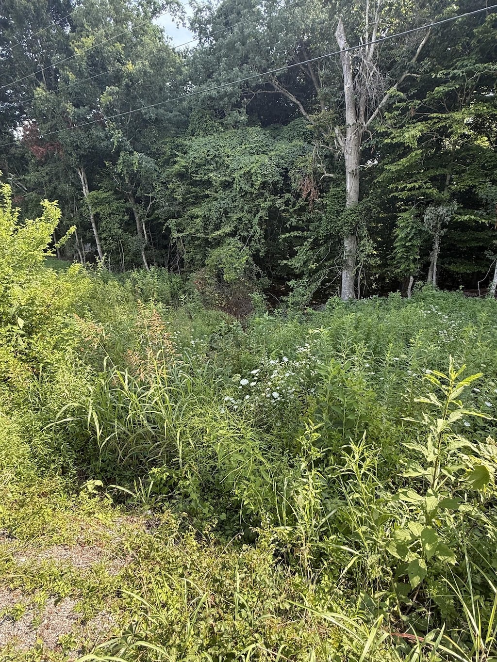 0 Reed Rd, Indian Mound, TN 37079