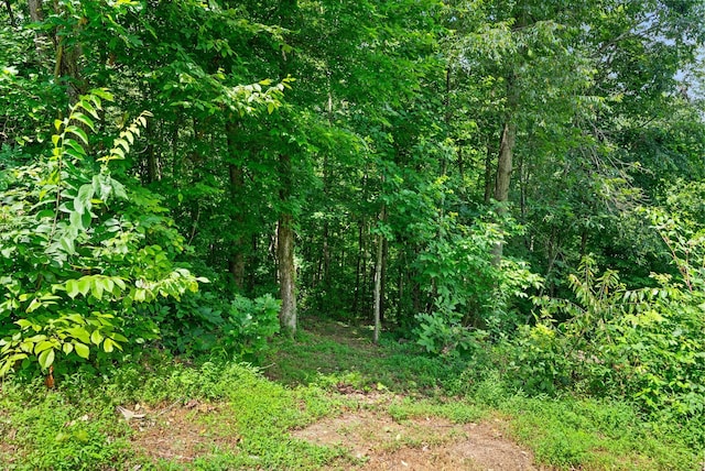 779 Dogwood Dr, Erin, TN 37061 - view of wooded area
