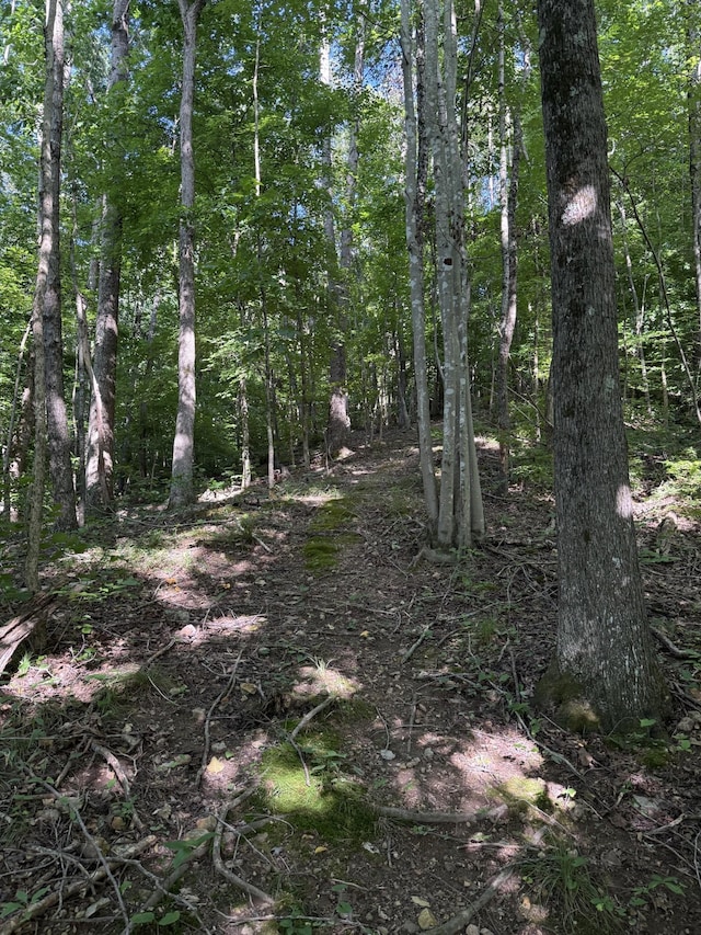 779 Dogwood Dr, Erin, TN 37061 - view of undeveloped land